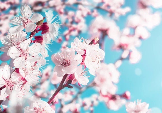 Primavera