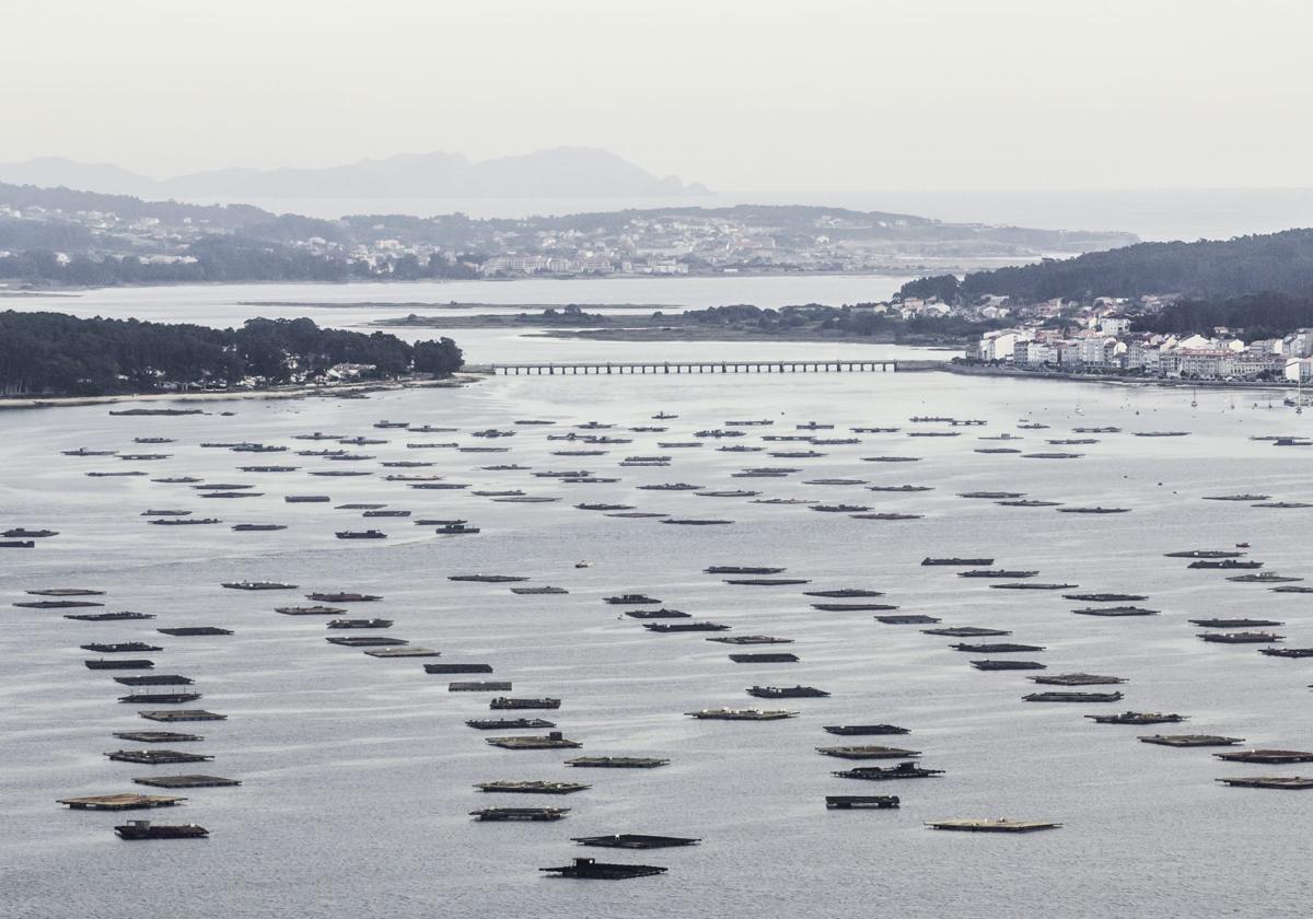Cambados, ruta para descubrir un superalimento