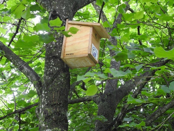 De los nidos instalados, 92 son para pequeños pájaros insectívoros y 20 para murciélagos.