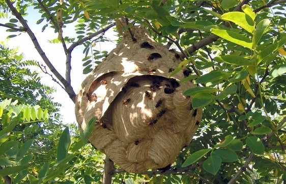 Un nido de avispón asiatico instalado en un árbol.