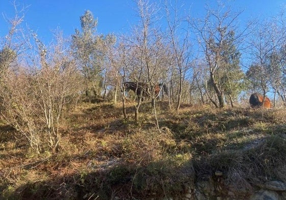 Vista de una de las zonas del monte tras la eliminación de la maleza que aumentaba el riesgo de incendios