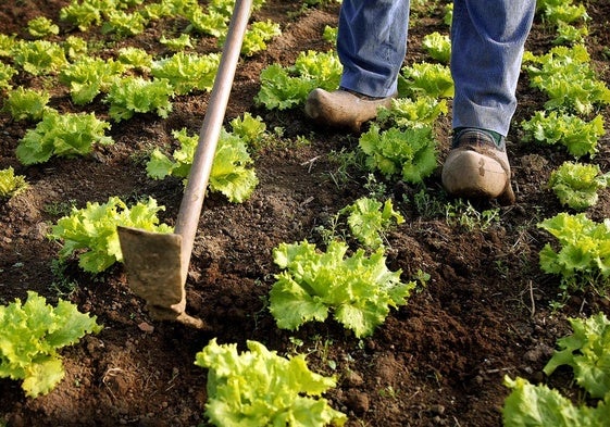 Alerta alimentaria «grave» por elevados niveles de pesticidas en lechugas procedentes de España