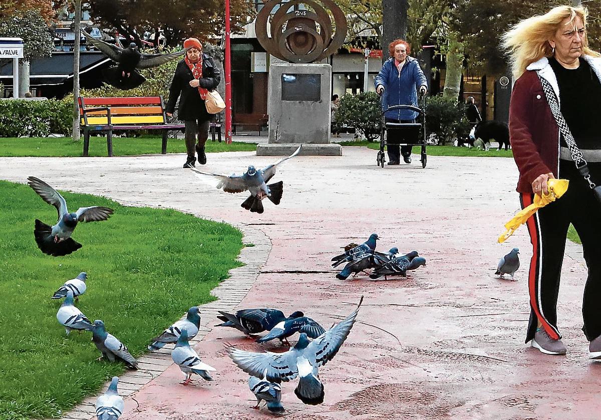 Miranda capturará miles de palomas para las rapaces del aeropuerto de Vitoria