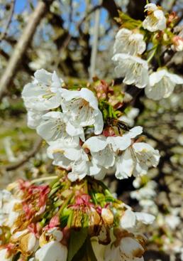 Imagen - Abeja liba el néctar de una flor de cerezo.
