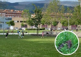 Durango cuenta con once zonas de esparcimiento canino, distribuídas por los distintos barrios.