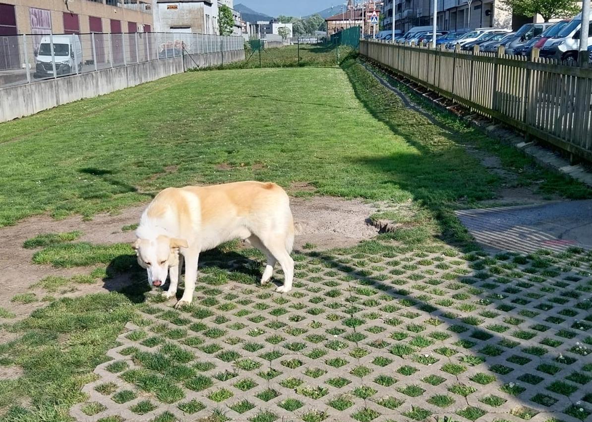 Imagen secundaria 1 - «Los niños no tienen por qué jugar entre los excrementos de perros»
