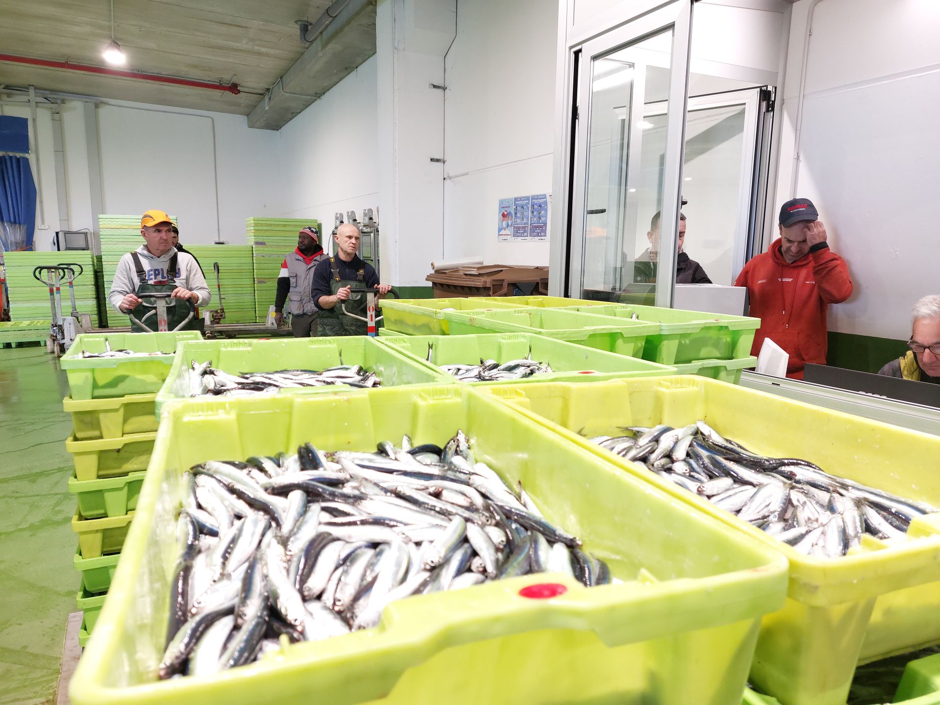 La anchoa pasa rápido por los puertos vascos y las descargas se hunden un 63%