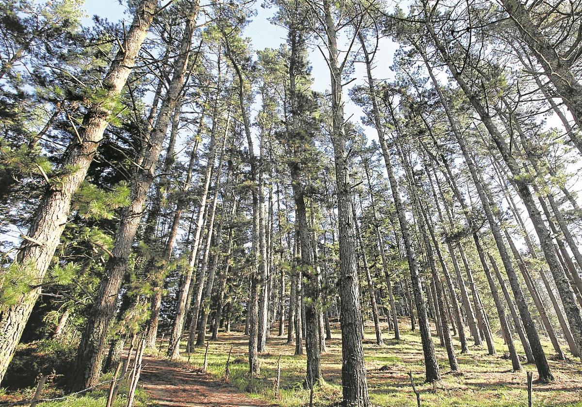 Pinos y eucaliptos ocupan el 60% de la superficie boscosa de Bizkaia