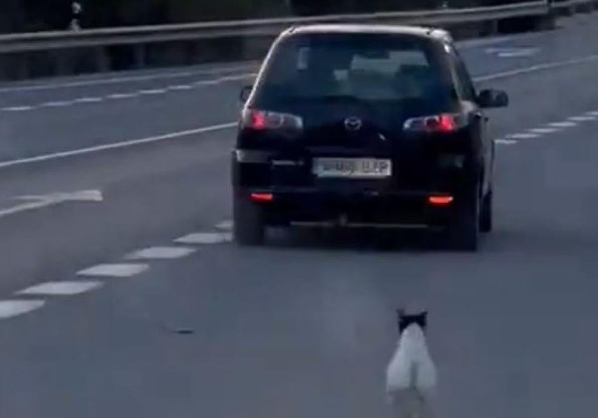 Un perro corre detrás del coche de su dueño que le acaba de abandonar en medio de la carretera