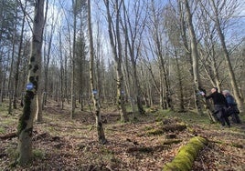 Cada árbol del aula forestal de Arronategi (Bermeo) ha sido numerado, medido y geolocalizado.
