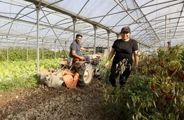 Dos agricultores que practican la agricultura ecológica, en su invernadero de Lezama