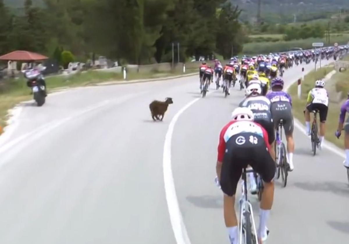 Una cabra se cuela en el Giro y está a punto de provocar un accidente