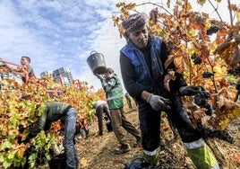 Un temporero, durante una vendimia anterior en Rioja Alavesa.