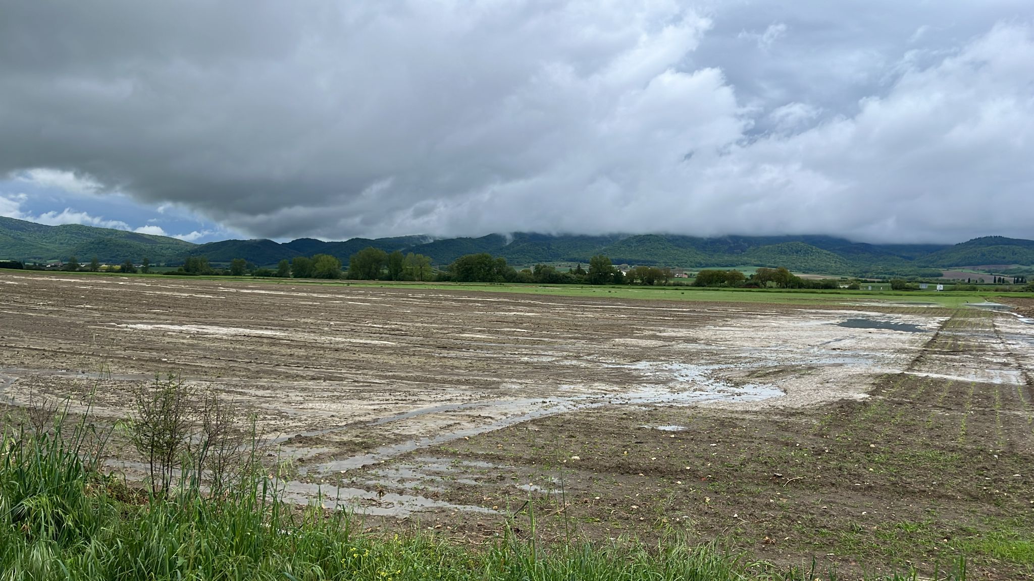 Campo de remolacha en Alegría-Dulantzi.
