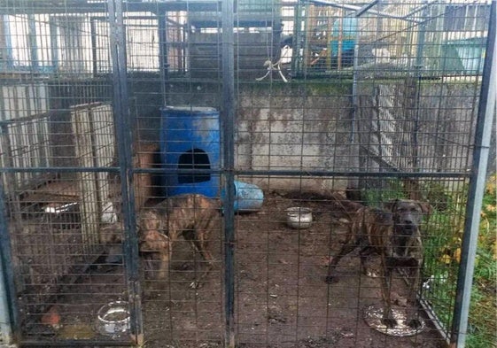 Dos de los perros rescatados.