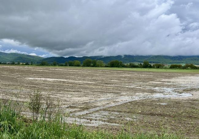 Estado en el que quedó una finca de remolacha en Alegría-Dulantzi.