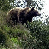 Alrededor de 370 osos pardos viven en la Cordillera Cantábrica.