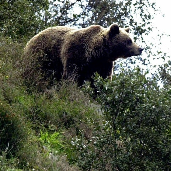Alrededor de 370 osos pardos viven en la Cordillera Cantábrica.
