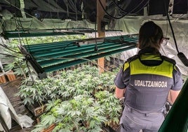 Dos detenidos tras desmantelar una plantación de marihuana en un caserío de Gatika