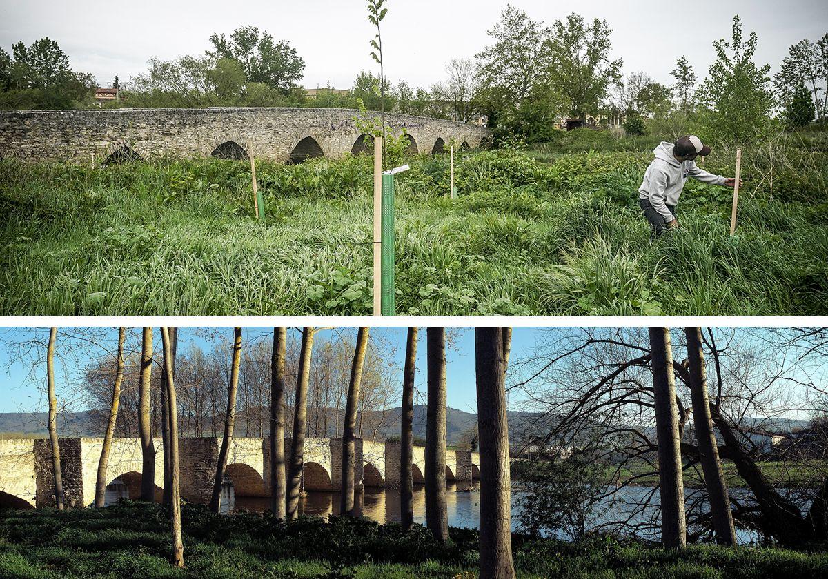 El después y el antes de la zona; arriba, reforestada; abajo, con chopos.