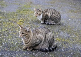 La ley vasca del 2022 obliga a los Ayuntamientos al cuidado y la esterilización de los gatos callejeros.