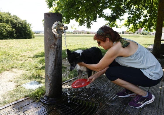 Una mujer refresca a un perro en una fuente pública de Vitoria.
