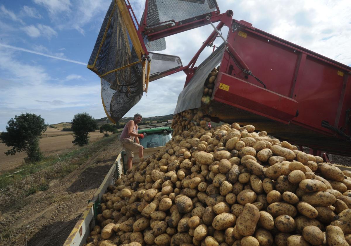 Las «continuas» lluvias dejan a Álava con la mitad de patatas y un tercio menos de remolachas