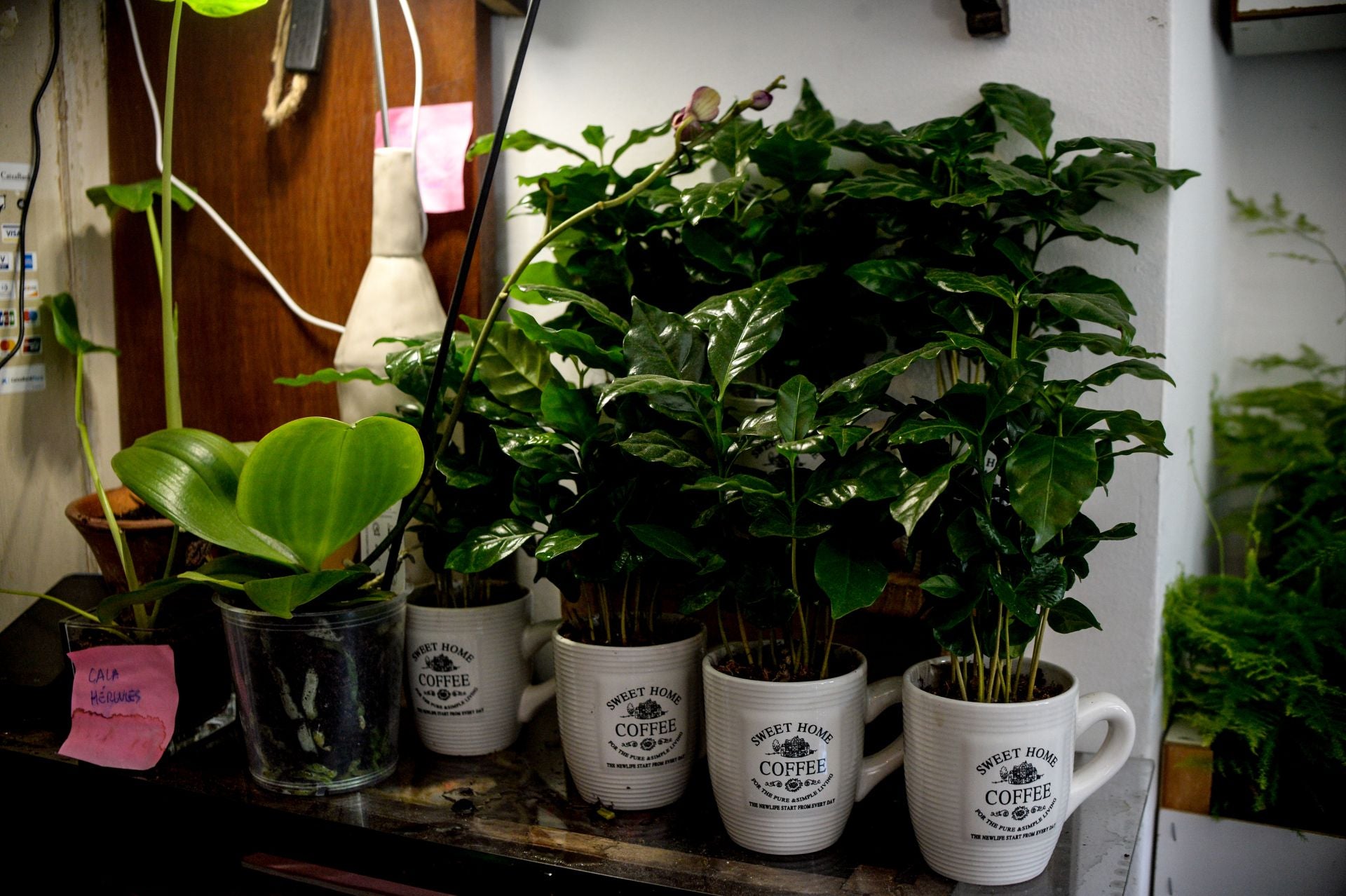 Edu cambia de vida y abre la única floristería de La Peña para que florezca el barrio