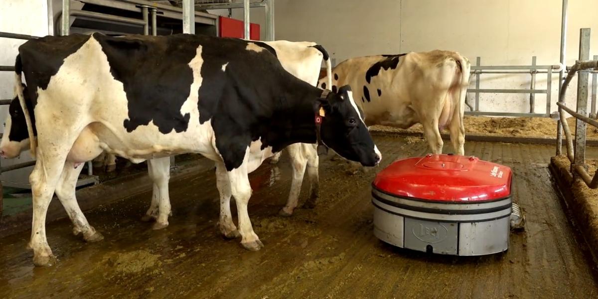 90 granjas vizcaínas se adhieren a un certificado que impulsa el bienestar animal