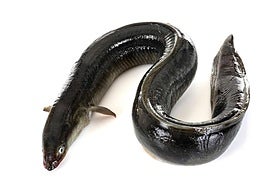 Anguila, ese toque ahumado