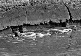El muelle de La Restinga