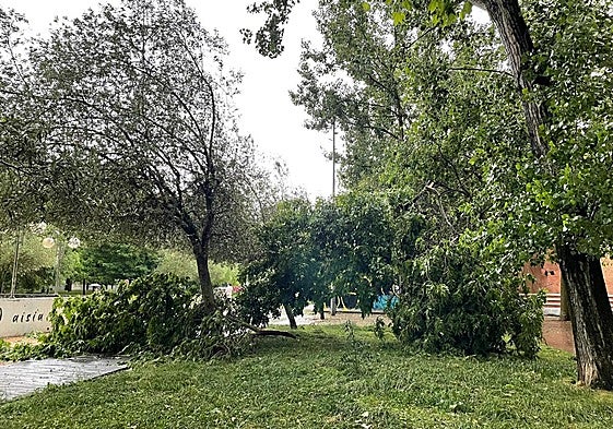 La fuerza del viento y la lluvia partieron un árbol en el parque vitoriano de Judimendi.