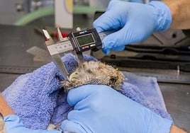 Trabajadores del centro de recuperación de Martioda anillan y hacen un reconocimiento final a los dos cárabos antes de devolverlos a la naturaleza.