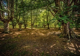 Álava prepara una aplicación para digitalizar los permisos en los parques naturales