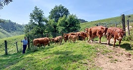Marcelino Egurrola atiende a su ganado en el caserío Adorrixa.