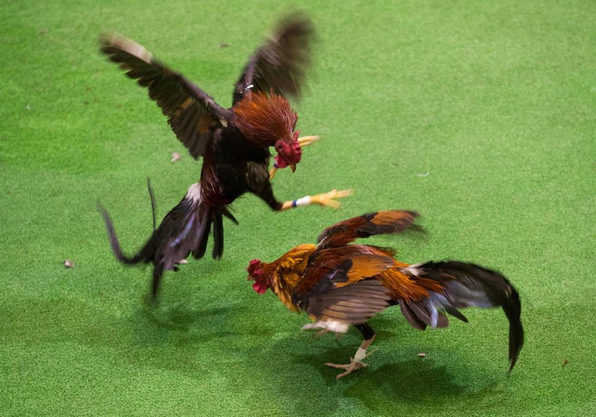 Gallo