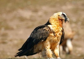Imponente ejemplar de quebrantahuesos