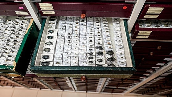 Álava contará con un museo itinerante de Ciencias Naturales