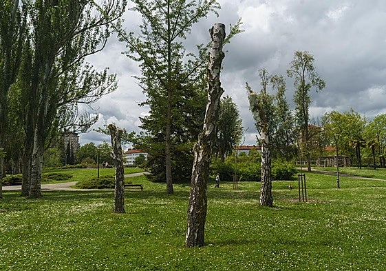 Varios ejemplares de abedul en mal estado que fueron podados en el parque de Arriaga.