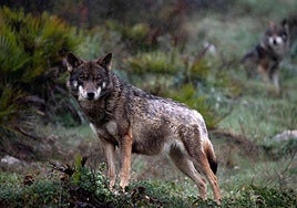 El Grupo Lobo de Euskadi denuncia ante la Fiscalía de Medio Ambiente la caza furtiva de un ejemplar en Armañón