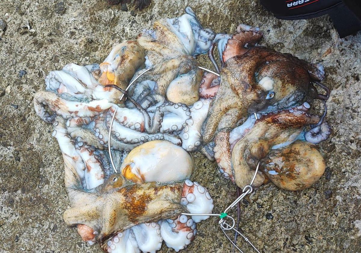 Denunciado por capturar cinco pulpos en Armintza