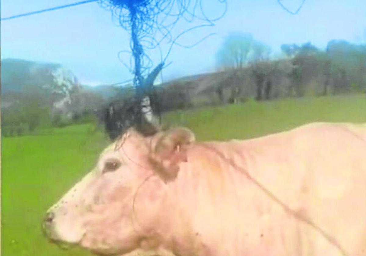 En abril, una vaca enredó sus cuernos en unos cables de fibra, dejando a Carranza y Lanestosa sin internet.