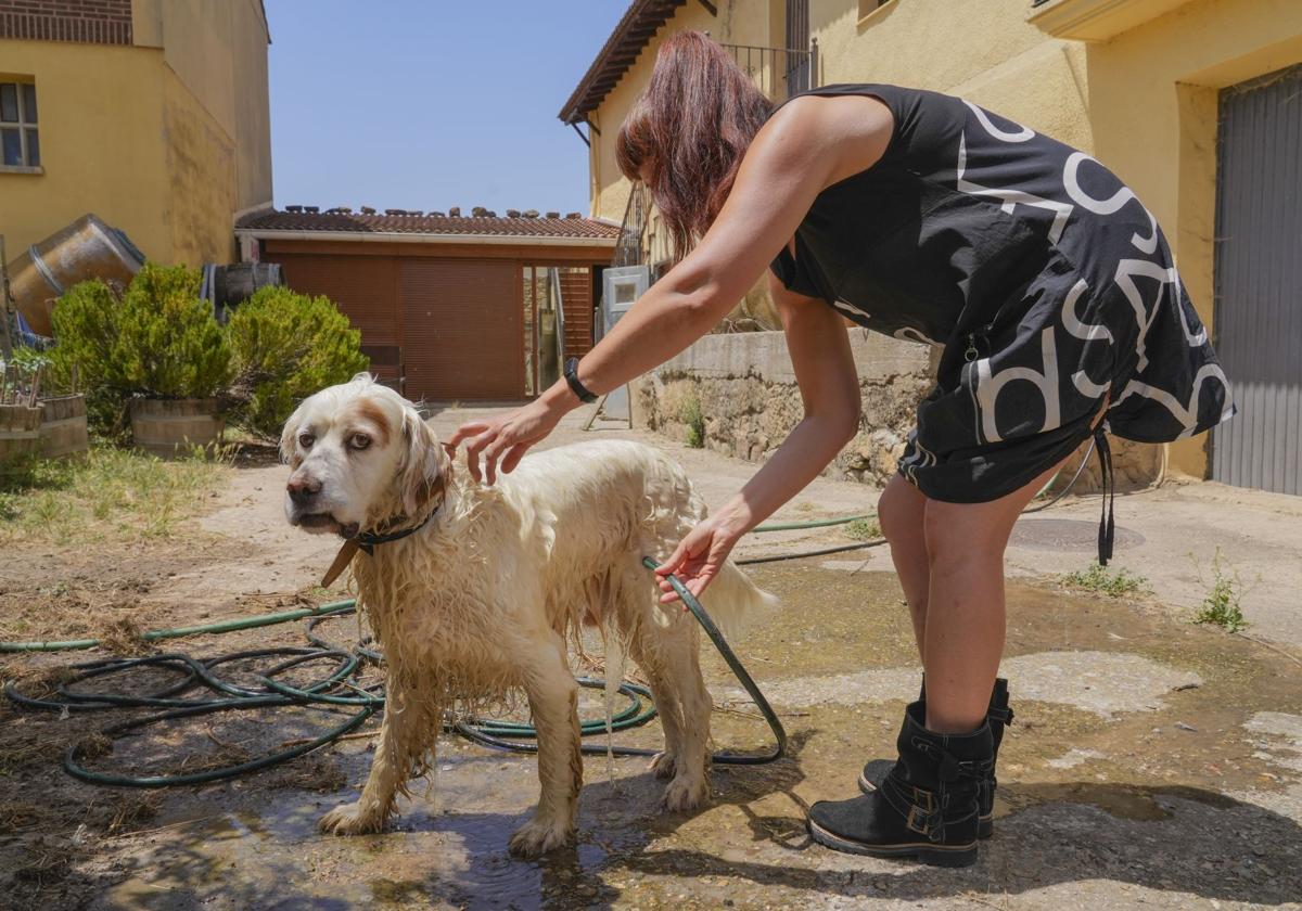 Una mujer refresca a su perro con la manguera.
