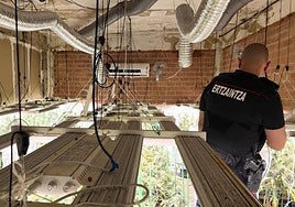 Operación contra el tráfico de marihuana en Zalla: dos detenidos y 640 plantas incautadas