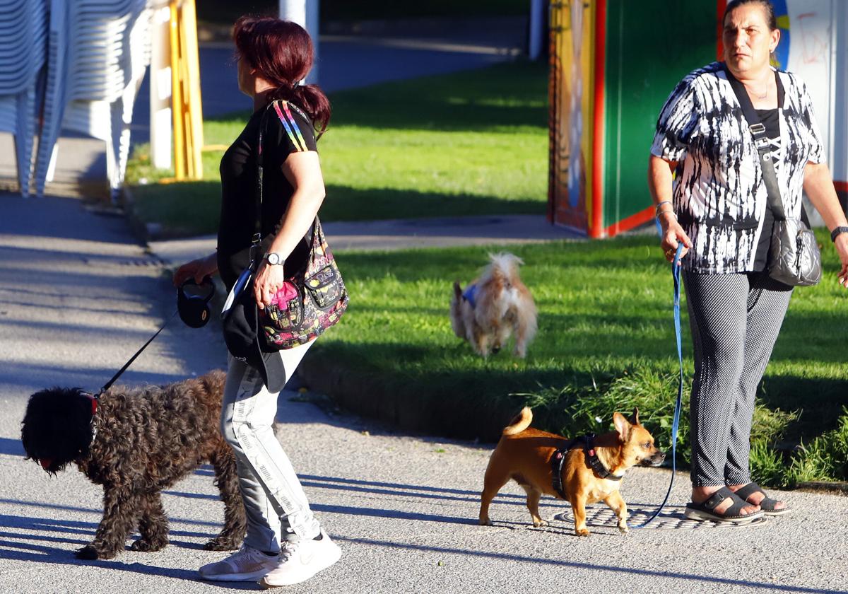 Miranda es una ciudad con un censo elevado de perros.