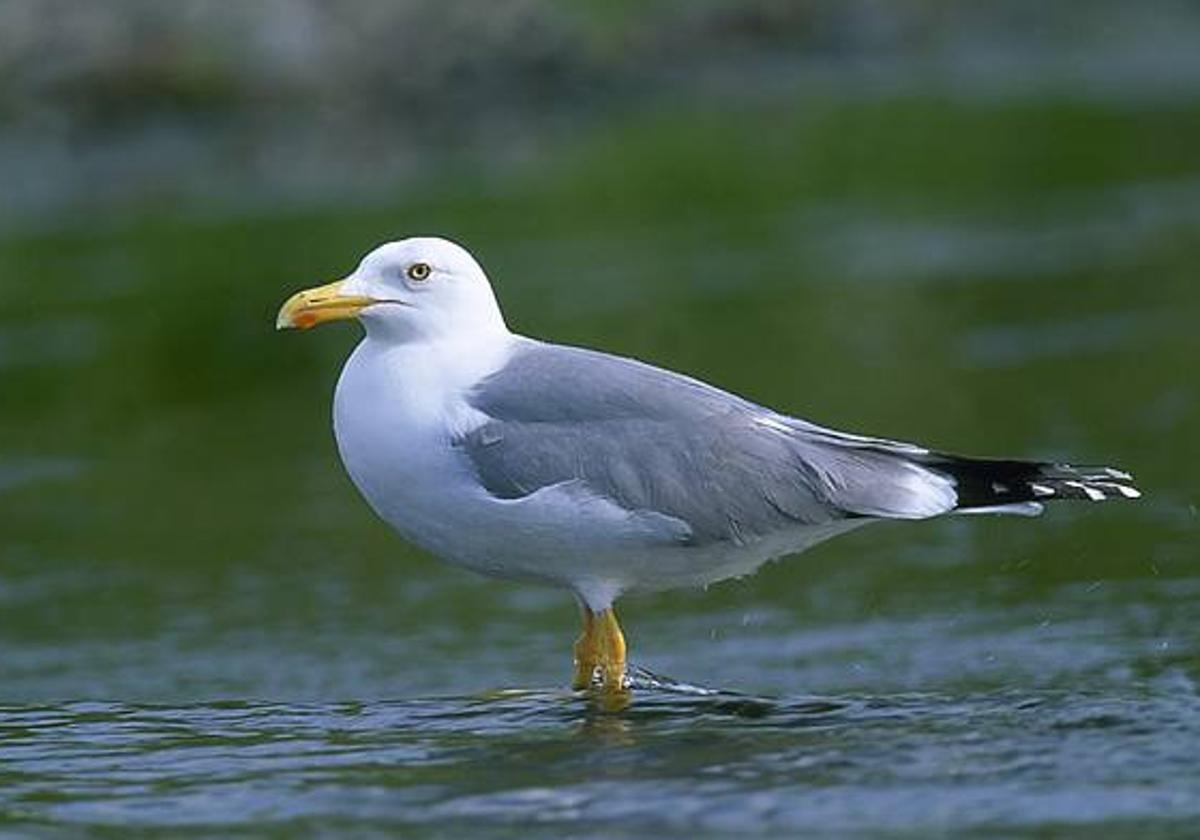 Una gaviota patiamarilla, la más común en nuestras costas.