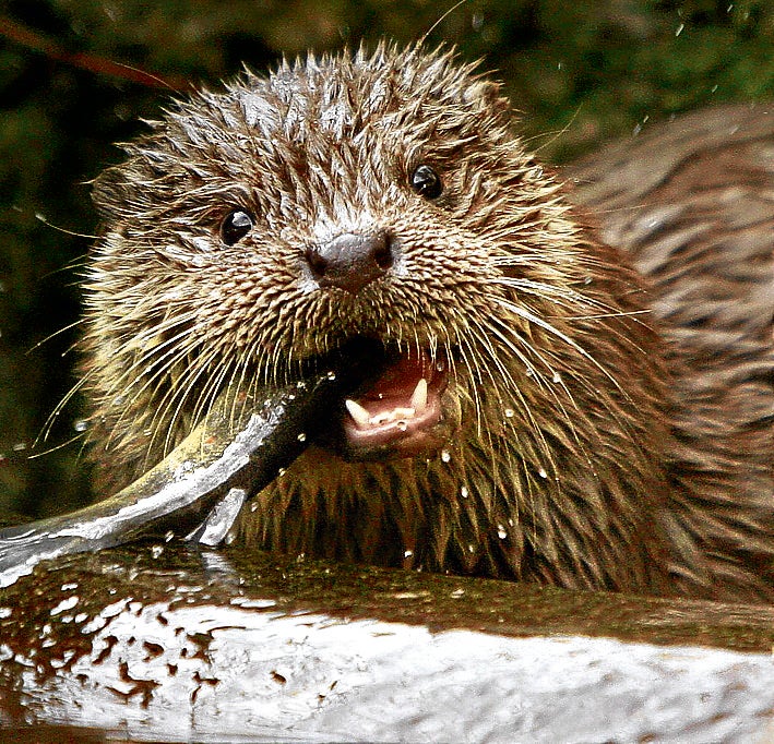 Imagen secundaria 1 - Arriba, halcón peregrino . 40 parejas se censaron en Bizkaia el año pasado, aunque solo 23 consiguieron sacar adelante alguna cría. En medio, la nutria . Abajo, el mochuelo . El año pasado se rastrearon 280 puntos que habían albergado ejemplares, pero solo se detectó la especie en 94.