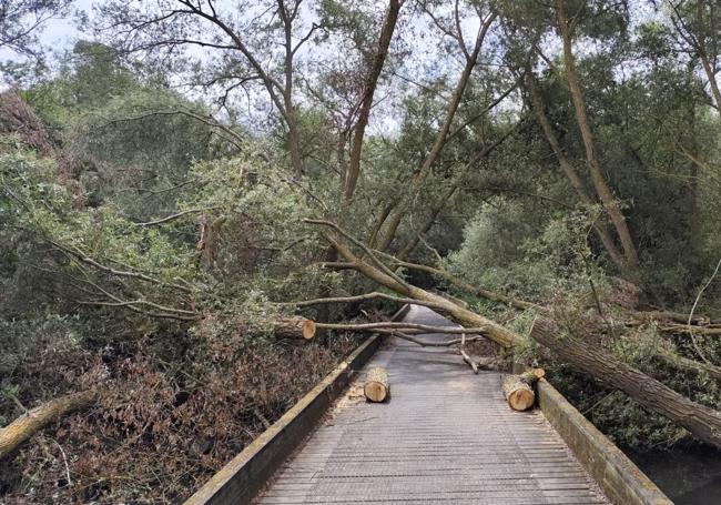 Árbol caído en el anillo verde en Salburua.
