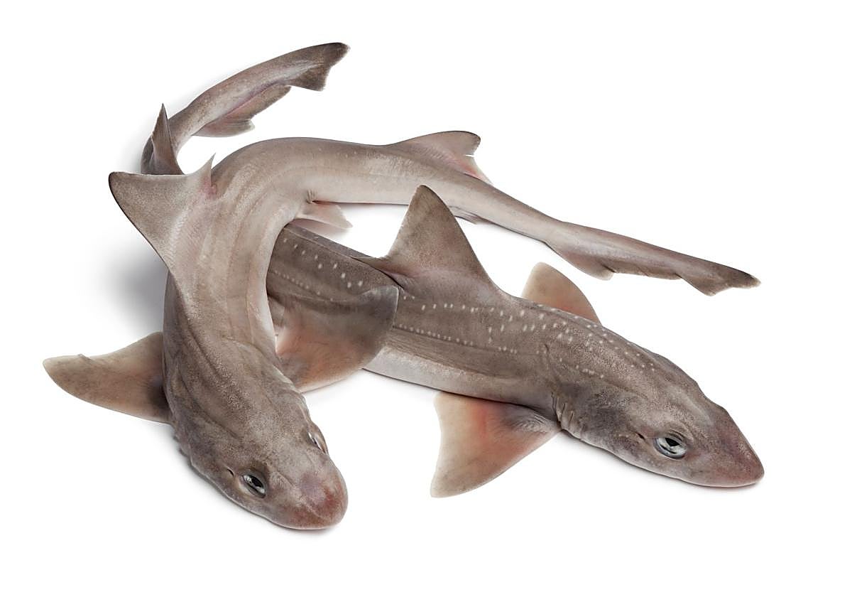 Pintarroja, un tiburón rico en Omega 3