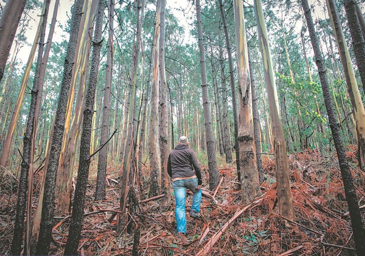 La moratoria al eucalipto se mantiene hasta el 31 de diciembre